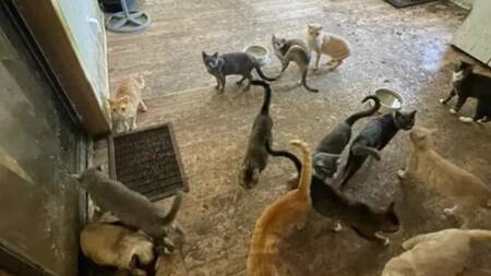 Más de 300 animales en terribles condiciones de vida. Foto: Facebook/Polk County Sheriff's Office