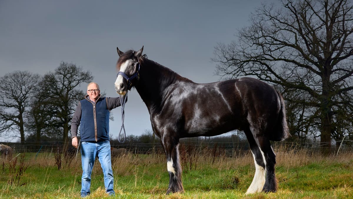 Mide 1,99 metros, tiene 4 años y ya es dueño de un Récord Guinness: la historia de Hugo, el caballo más alto del mundo