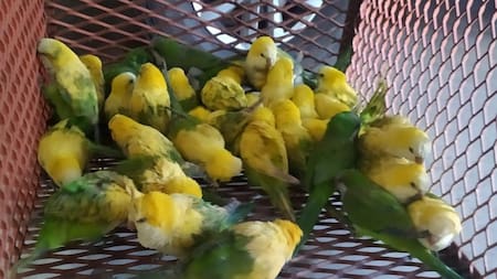 Las aves era decoloradas con agua oxigenada. Foto: Policía de Santa Fe.