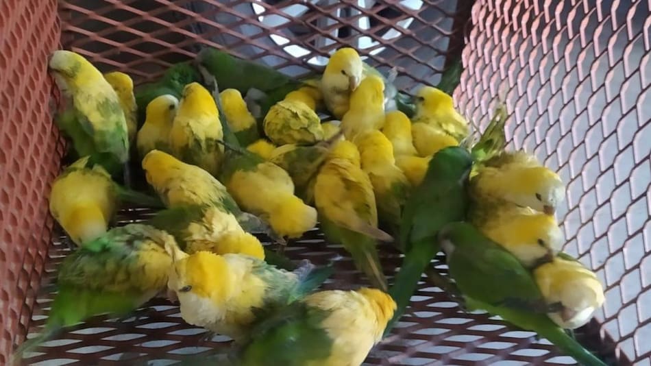 Las aves era decoloradas con agua oxigenada. Foto: Policía de Santa Fe.