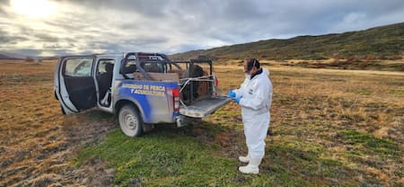 Personal de Sernapesca capturando al lobo marino. Foto: CONAF