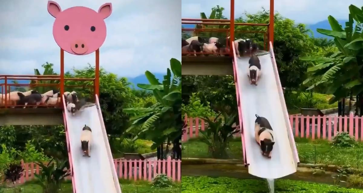 Parque acuático para cerdos en Camboya.