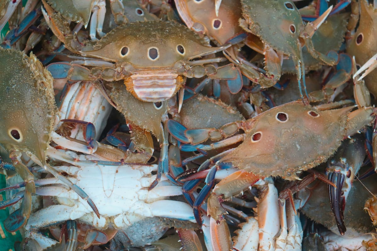 El cangrejo azul se convirtió en una de las especies invasoras más preocupantes del mar Mediterráneo.