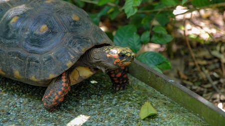Los cuidados que debe recibir tu tortuga. Foto Unsplash.