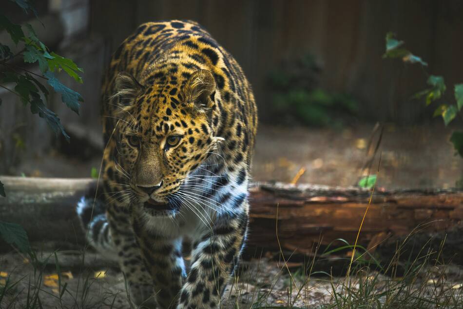 Leopardo Amur. Foto: Unsplash