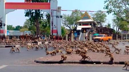 Coronavirus, Tailandia, pandemia, monos hambrientos en las calles