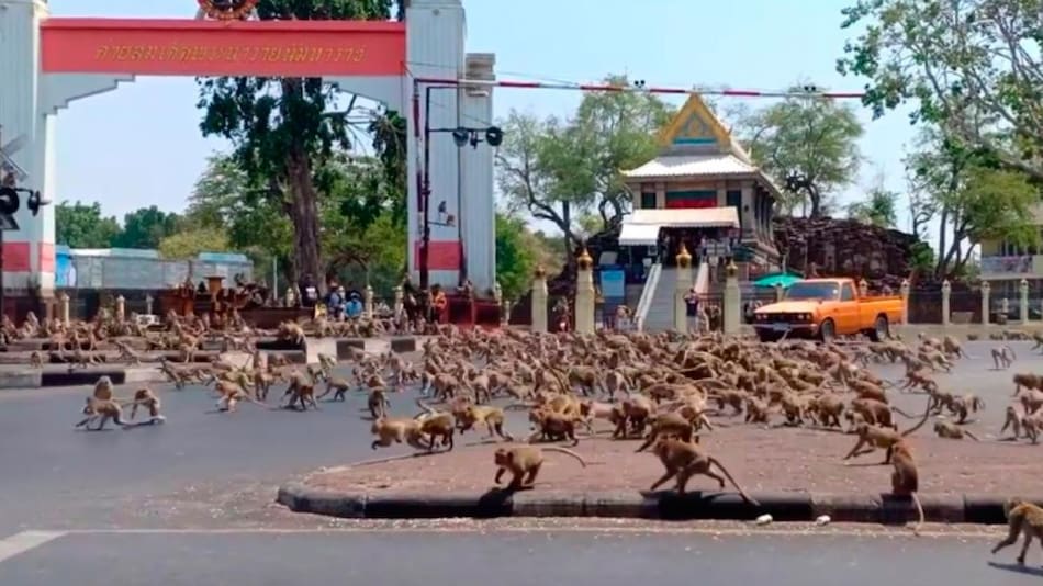 Coronavirus, Tailandia, pandemia, monos hambrientos en las calles
