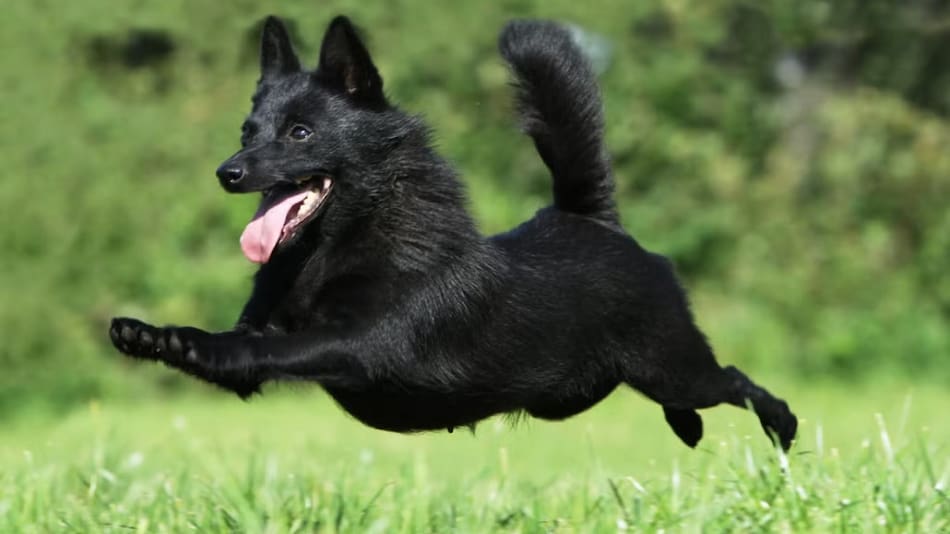 Raza de perro Schipperke. Foto: Hundeo.
