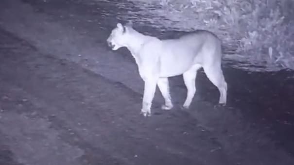 Canning: alerta por la aparición de un puma en los alrededores del country Terralagos