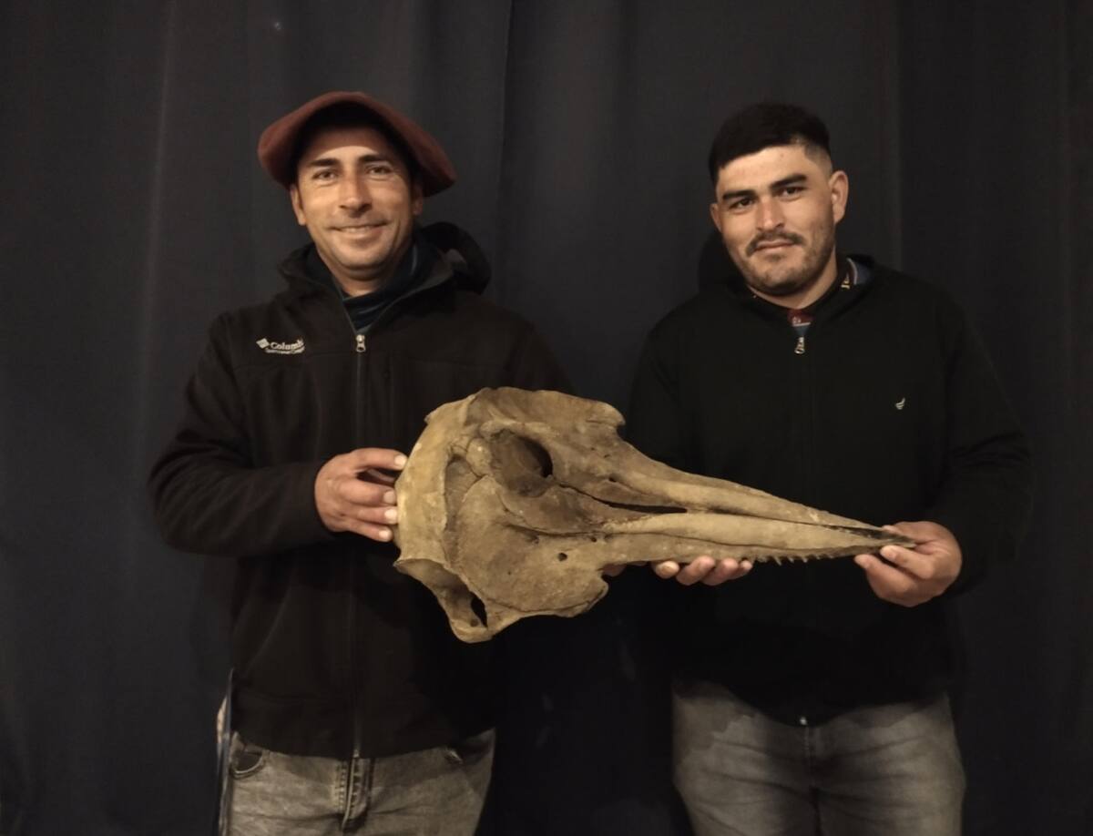 Hallan el cráneo de un delfín de 5.000 años de antigüedad. Foto: EFE