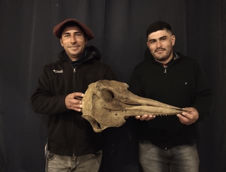 Hallan el cráneo de un delfín de 5.000 años de antigüedad. Foto: EFE