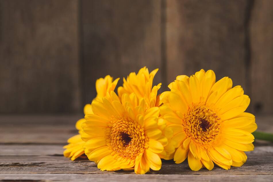 Caléndula. Foto Freepik