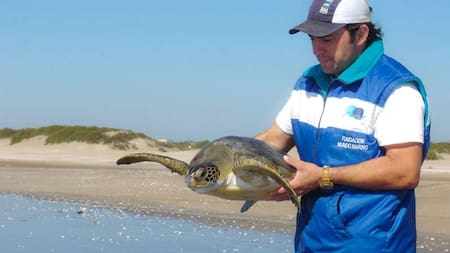 Rescate y liberación de tortuga marina. Fuente: Fundación Mundo Marino