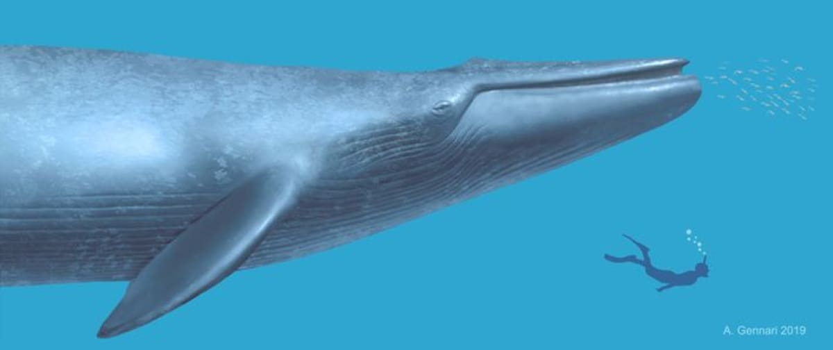 Las ballenas azules tienen un promedio de entre 80 y 90 años. Foto: National Geographic.