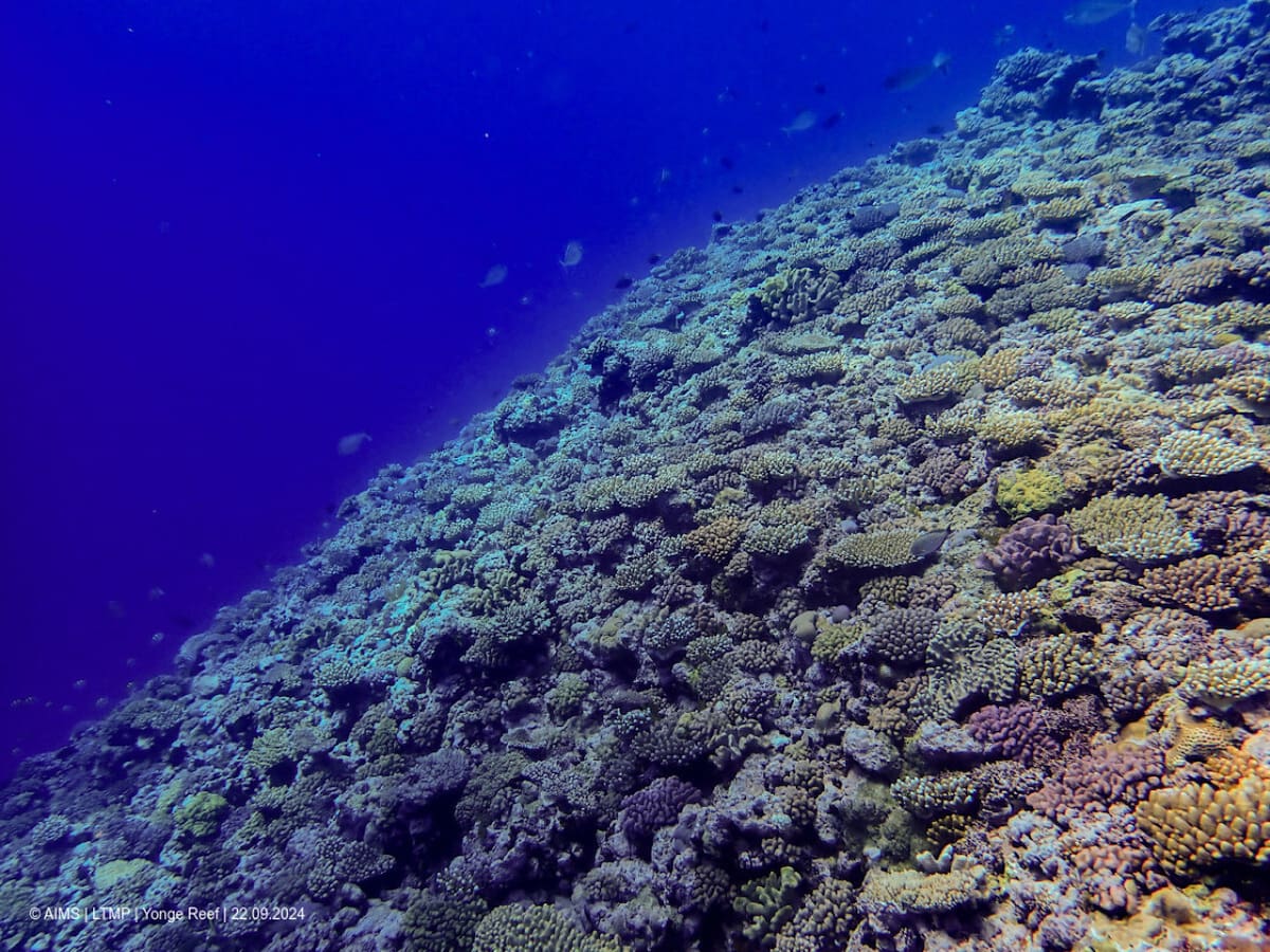 Coral. Fuente: EFE