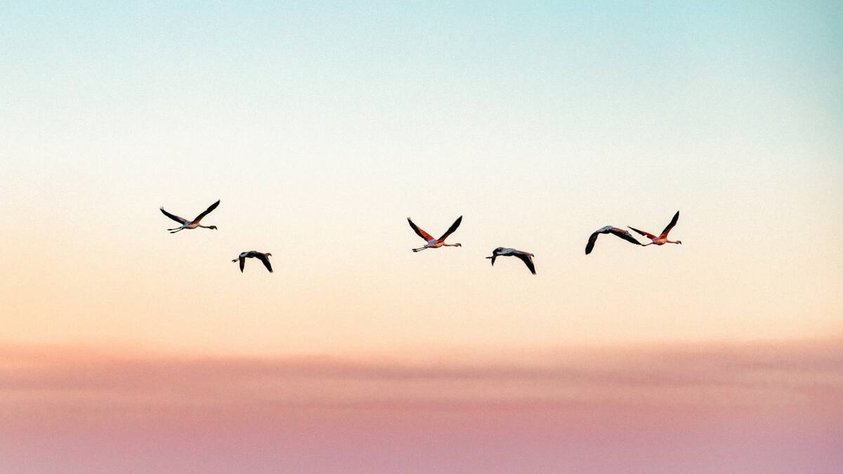 Aves. Foto: Unsplash.