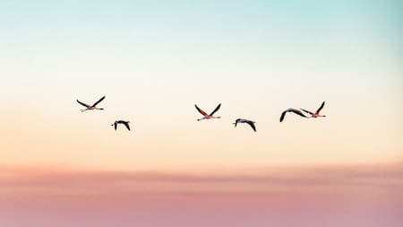 Aves. Foto: Unsplash.