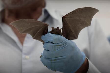 Festival del Bosque Quiróptera 2024. Foto: EFE.