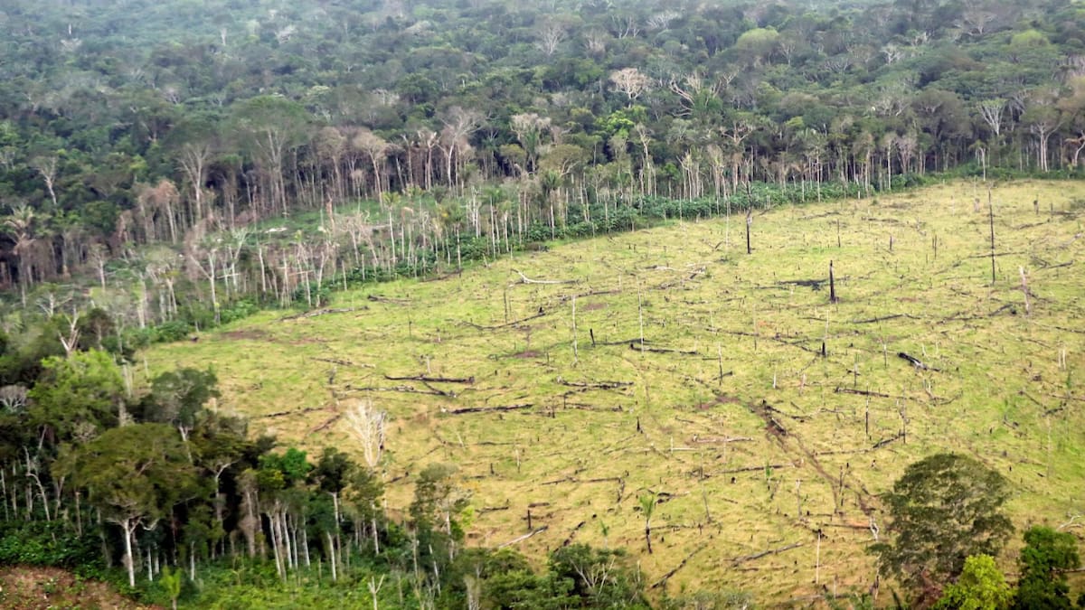 La deforestación mundial aumentó un 4%, según un informe. Foto: EFE.