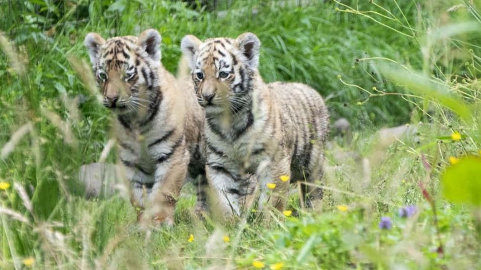 Leopardo Amur. Foto: X