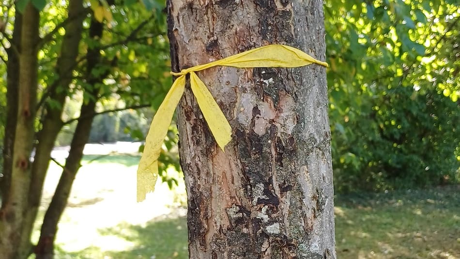 Cinta amarilla alrededor de un árbol.