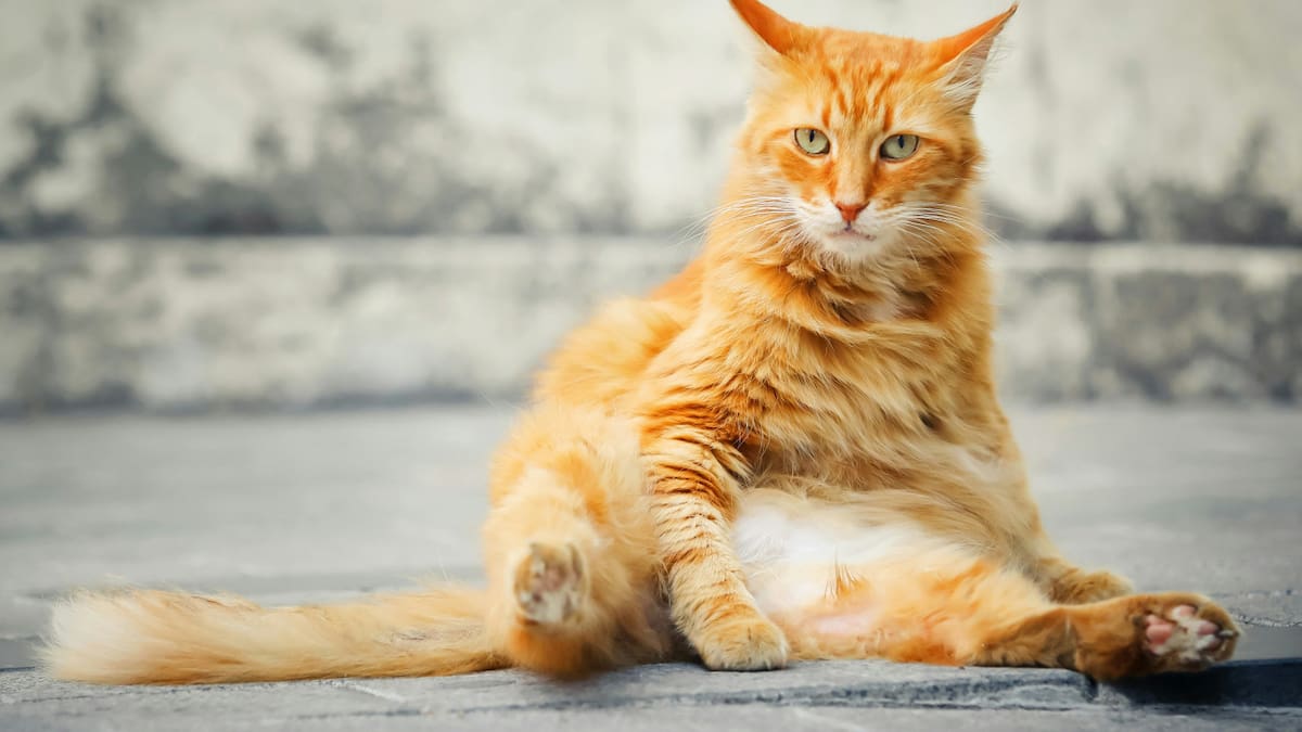 Gato, mascota, animal. Foto: Unsplash