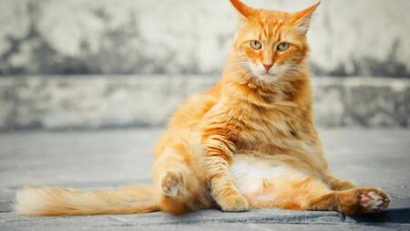 Gato, mascota, animal. Foto: Unsplash