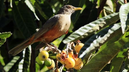 Zorzal comiendo nísperos.