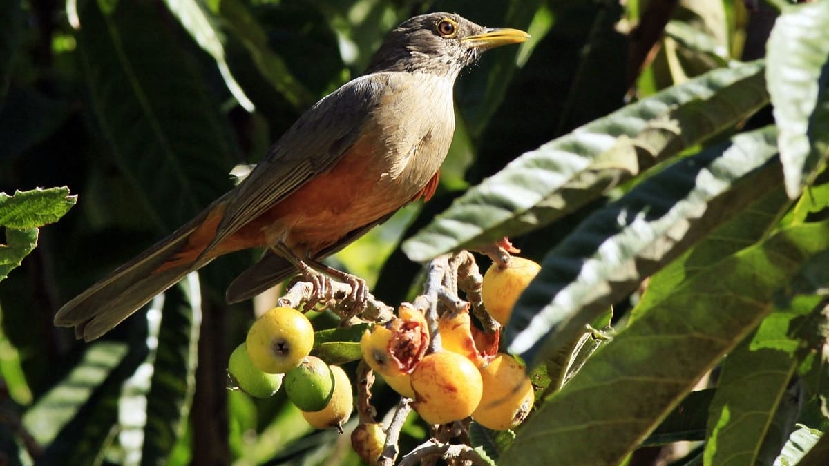 Llená tu jardín de zorzales durante todo diciembre: el infalible método para atraer a estas aves