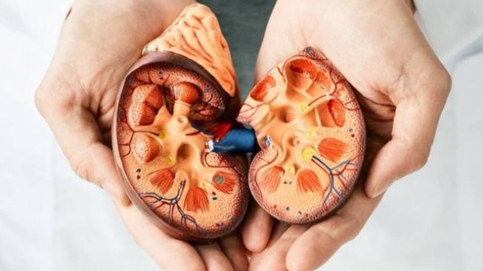 Día Mundial del Riñón