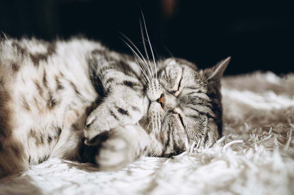Gato, animales, felino. Foto: Freepik.