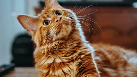 Por qué los gatos odian el arbolito de Navidad y cómo evitar que lo tiren