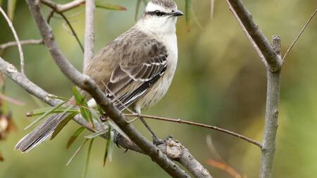 Calandria Real (mimus triurus). Foto: Buenos Aires Ciudad.