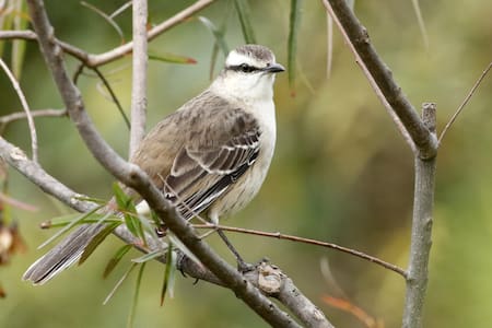 Calandria Real (mimus triurus). Foto: Buenos Aires Ciudad.