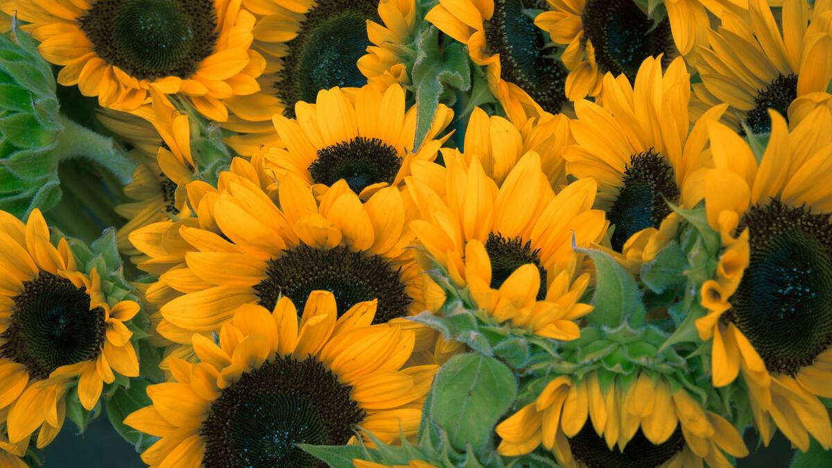 Girasoles, flor.