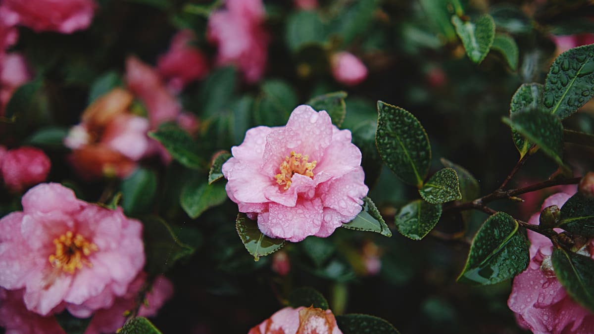 Camelia, flor. Foto: Unsplash