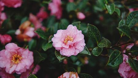 Camelia, flor. Foto: Unsplash