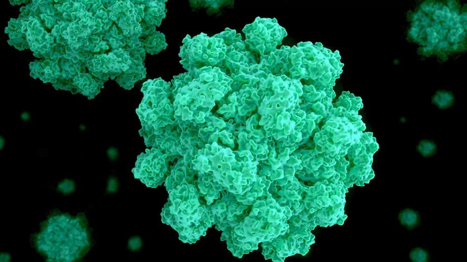 Norovirus. Foto: controllab.