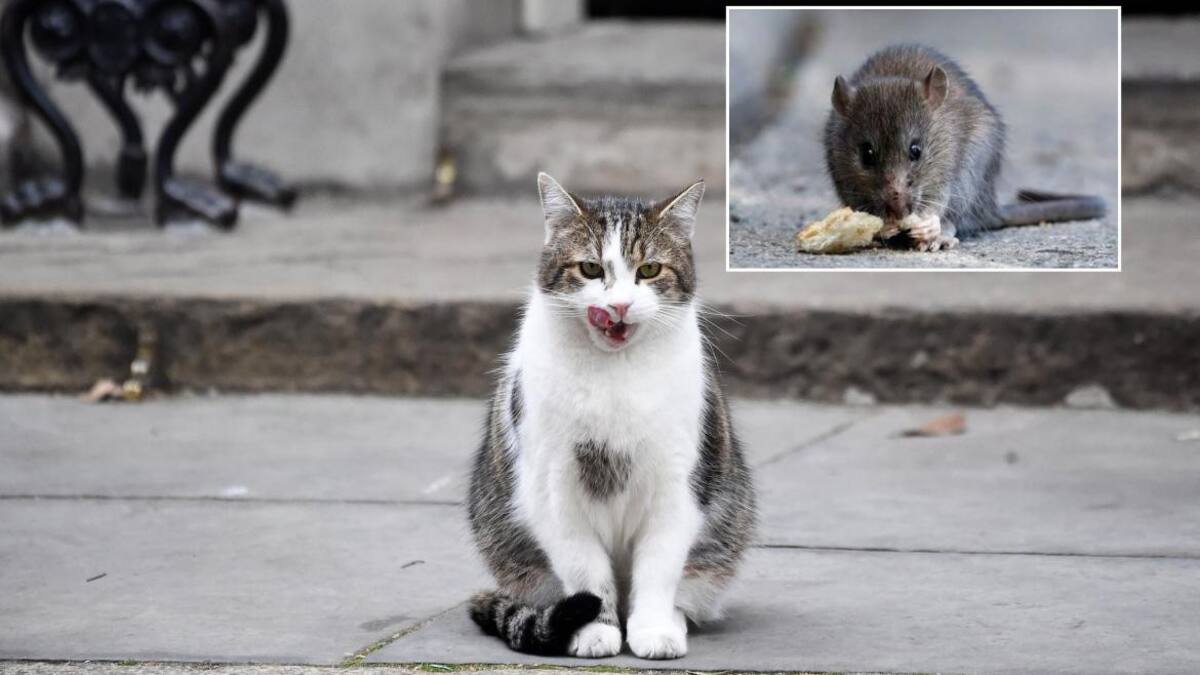 Gato, Rata, Ratón, animales, hantavirus