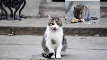 Gato, Rata, Ratón, animales, hantavirus