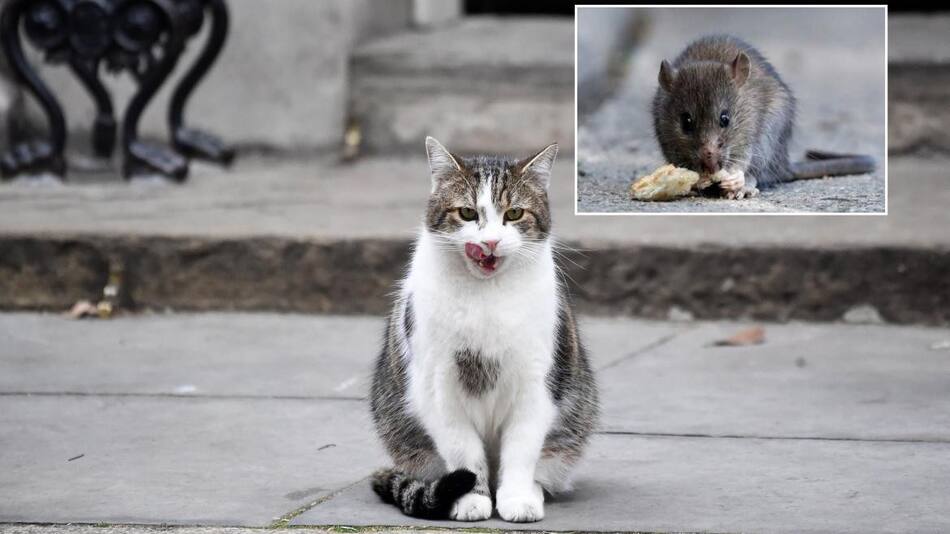 Gato, Rata, Ratón, animales, hantavirus