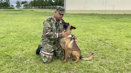 Wilson, el perro que todavía buscan en la selva de Colombia. Foto: Twitter.