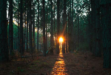 Bosques. Foto: Unsplash.