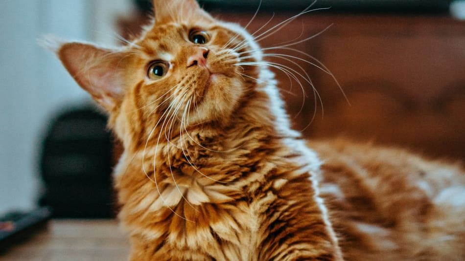 Gatos. Foto: Unsplash.