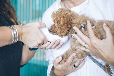 La incidencia de rabia humana transmitida por perros disminuyó en los últimos años. Foto: Unsplash.