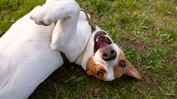 Los tres rasgos principales para identificar a los perros genio, según una investigación internacional