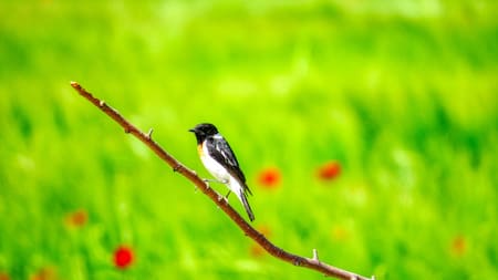 El pájaro que marca la llegada de la primavera.