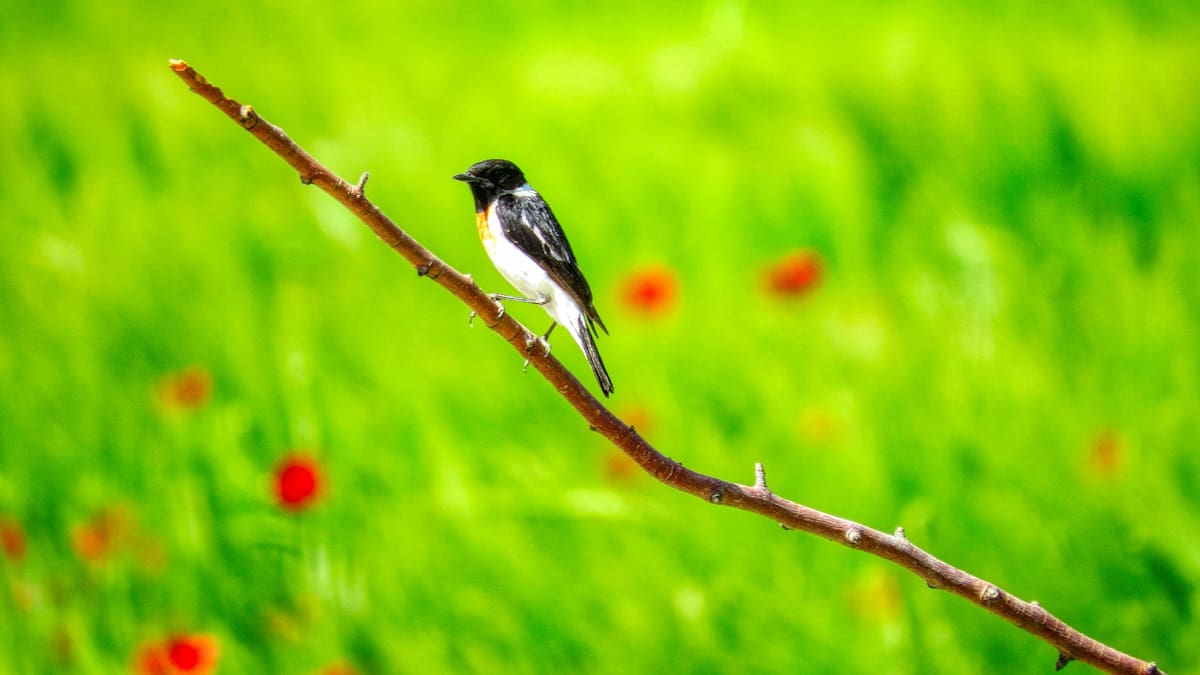 El pájaro de la primavera: por qué esta maravillosa ave cuida nuestro jardín durante la estación
