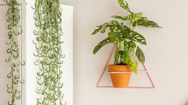 Olvidate de la lengua de suegra: cómo es el “potus roto”, la planta que es furor para decorar interiores