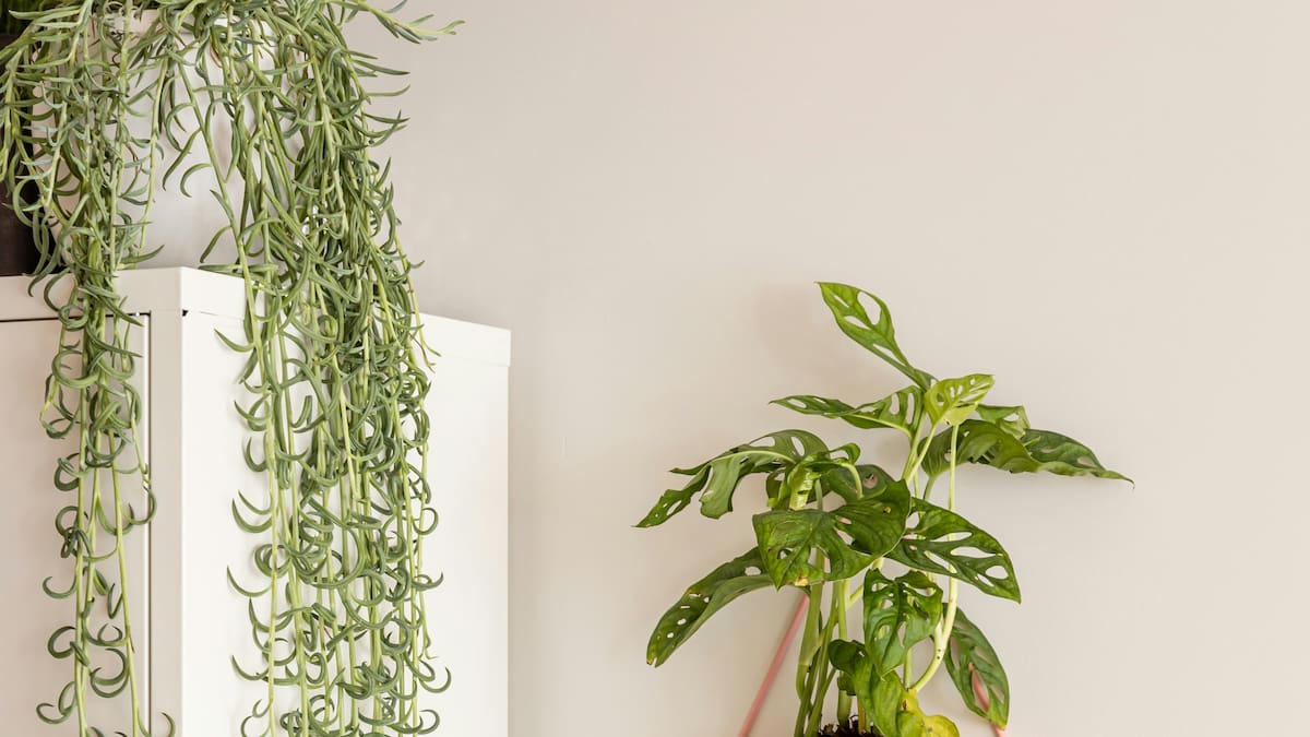 Olvidate de la lengua de suegra: cómo es el “potus roto”, la planta que es furor para decorar interiores